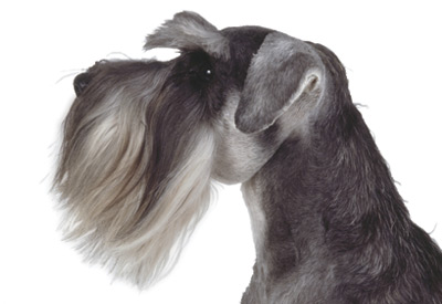 Miniature Schnauzer Dog Face With Long Hair
