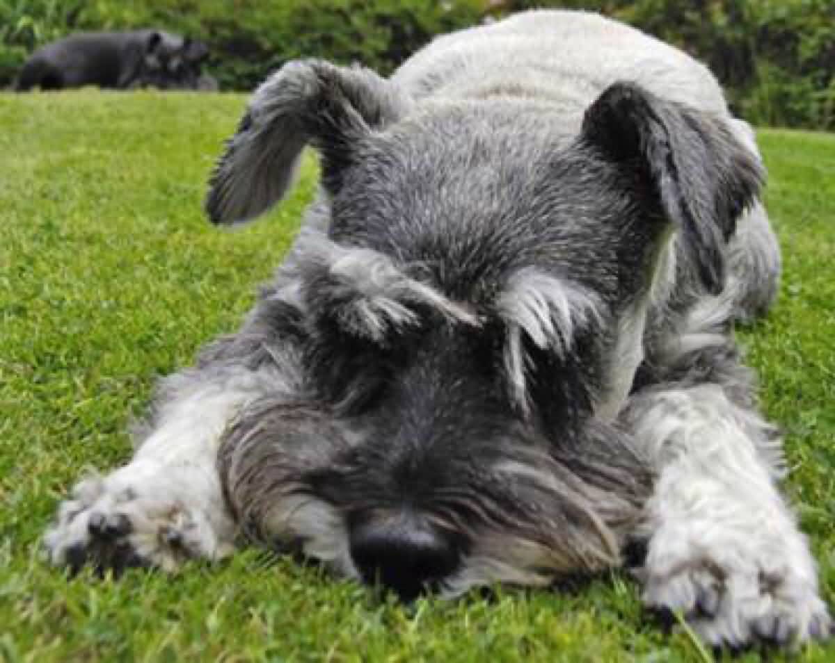 Miniature Schnauzer Dog Laying Down On Grass