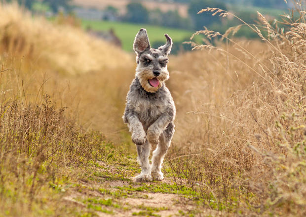 Miniature Schnauzer Dog Running In Meadow