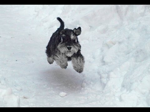 Miniature Schnauzer Dog Running In Snow