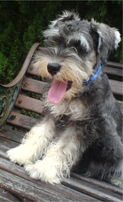 Miniature Schnauzer Dog Sitting On Bench With Tongue Out