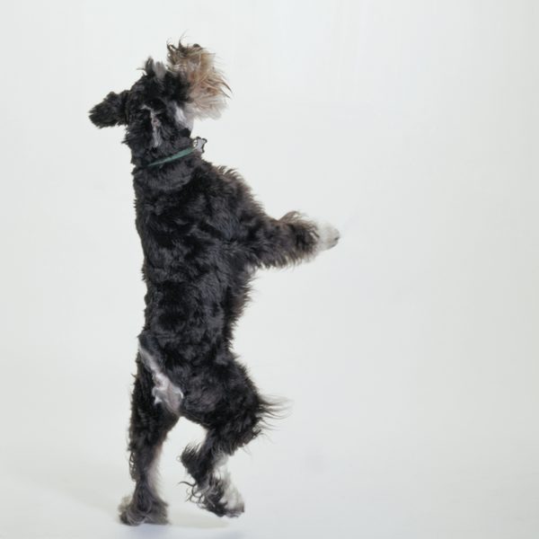 Miniature Schnauzer Dog Standing On Two Legs