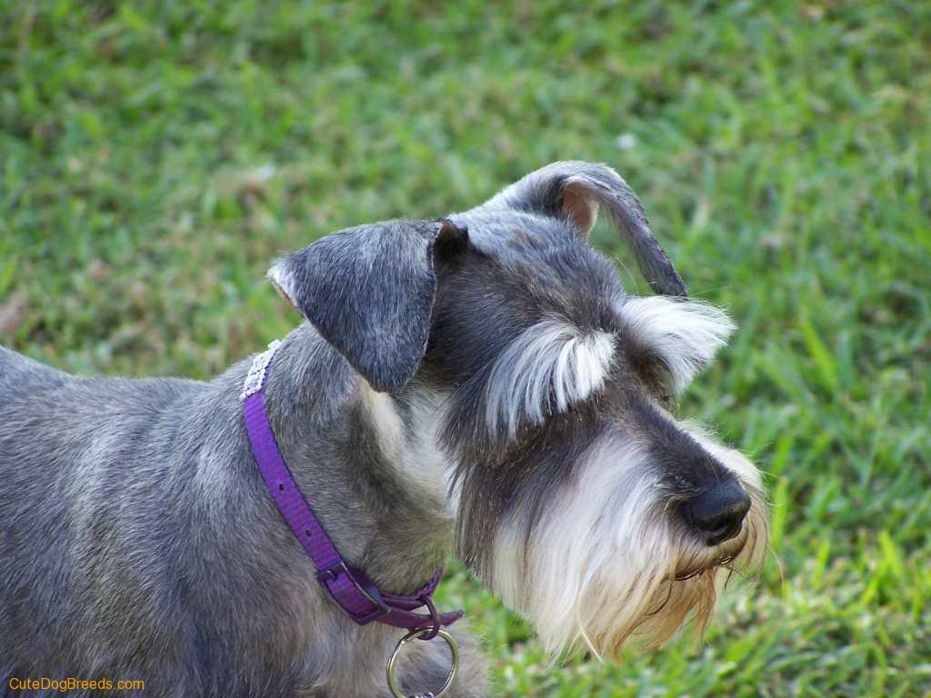 Miniature Schnauzer Dog With Hairs On Face