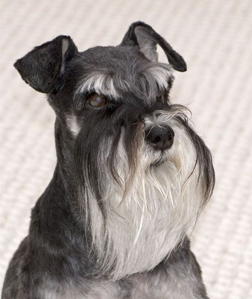 Miniature Schnauzer Dog With Long Beard Hair