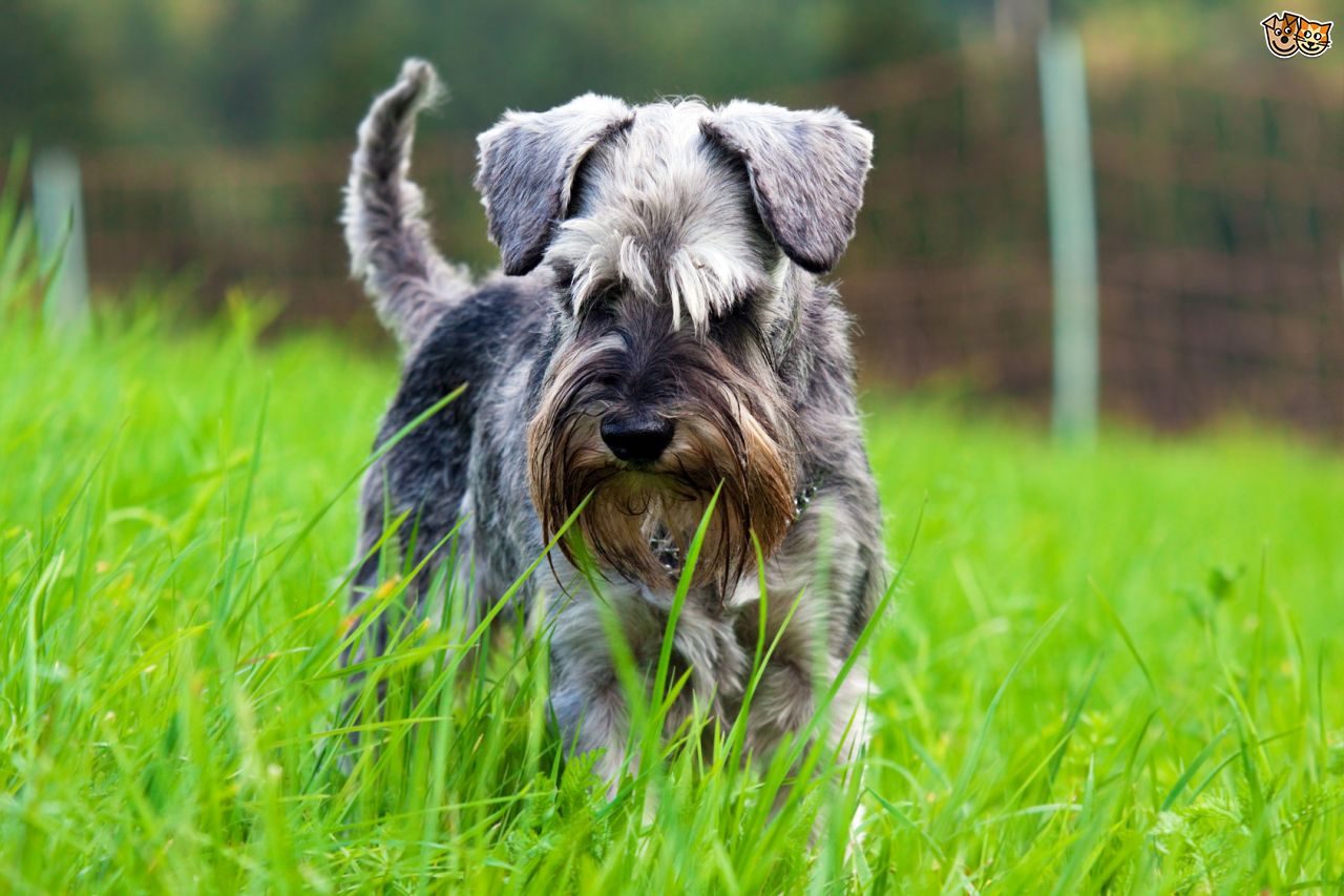 Miniature Schnauzer Dog With Long Hair In Meadow