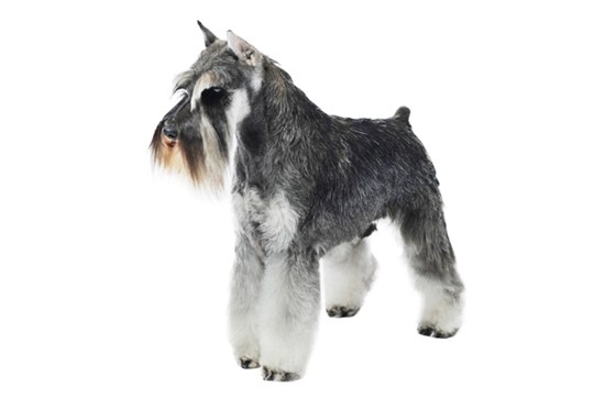Miniature Schnauzer Dog With Short Tails