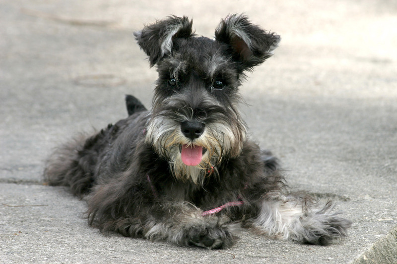 Miniature Schnauzer Dog With Tongue Out