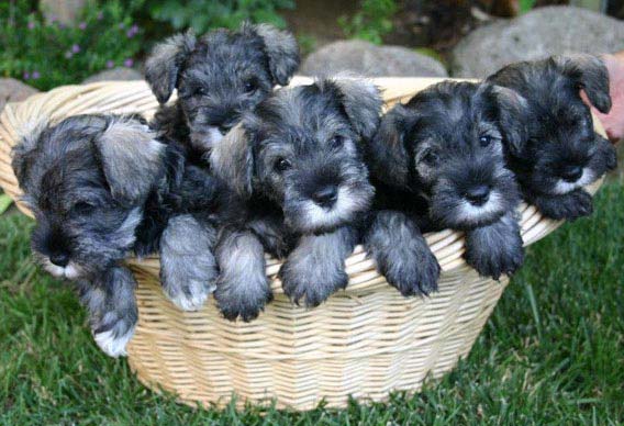 Miniature Schnauzer Puppies In Basket