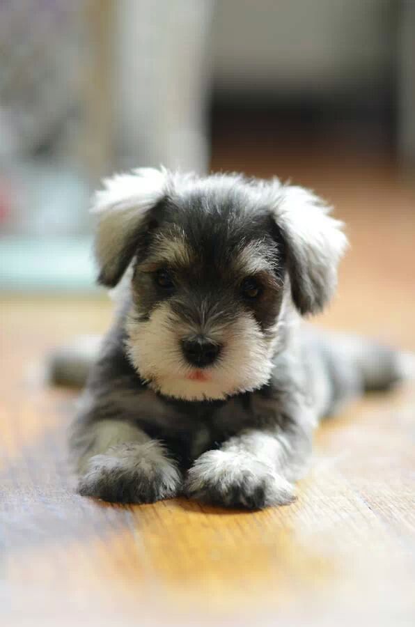 Miniature Schnauzer Puppy Laying On Floor