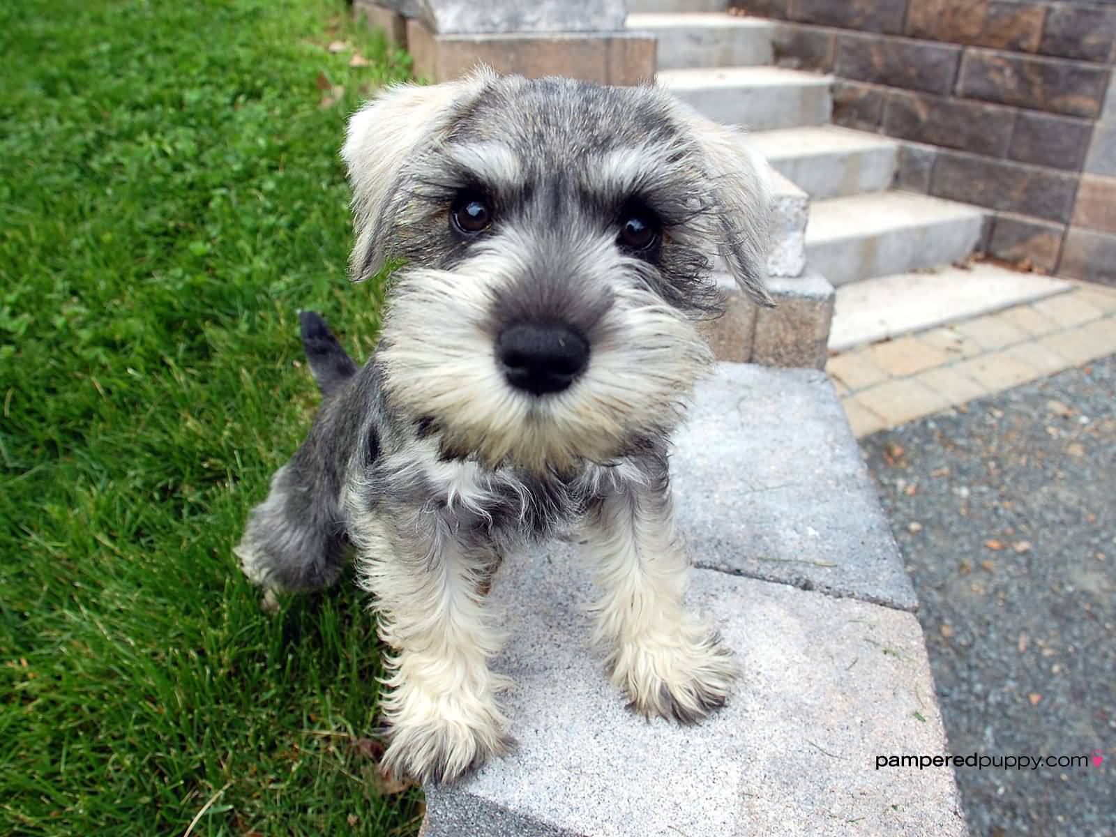 Miniature Schnauzer Puppy Looking At Camera