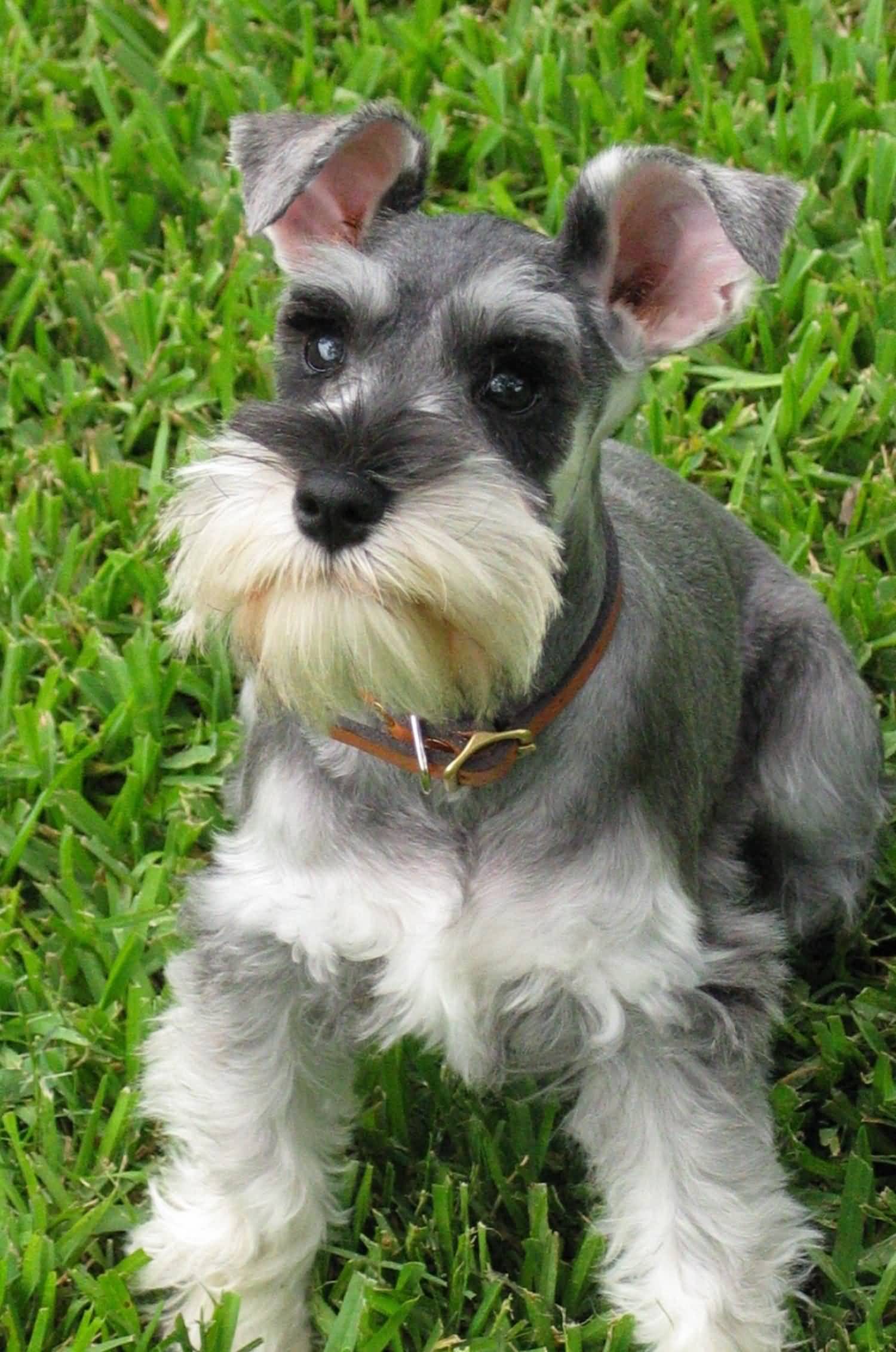 Miniature Schnauzer Puppy On Grass