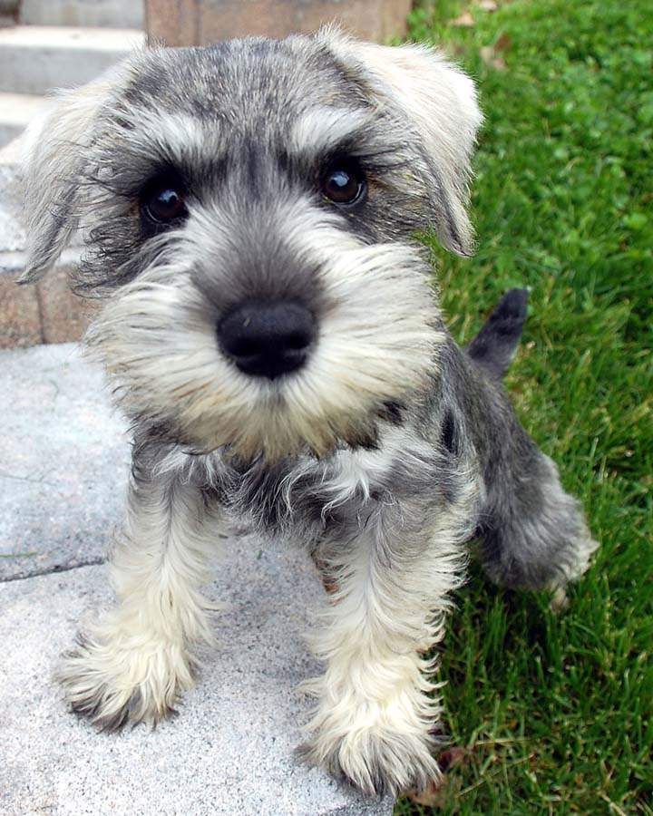 Miniature Schnauzer Puppy Picture
