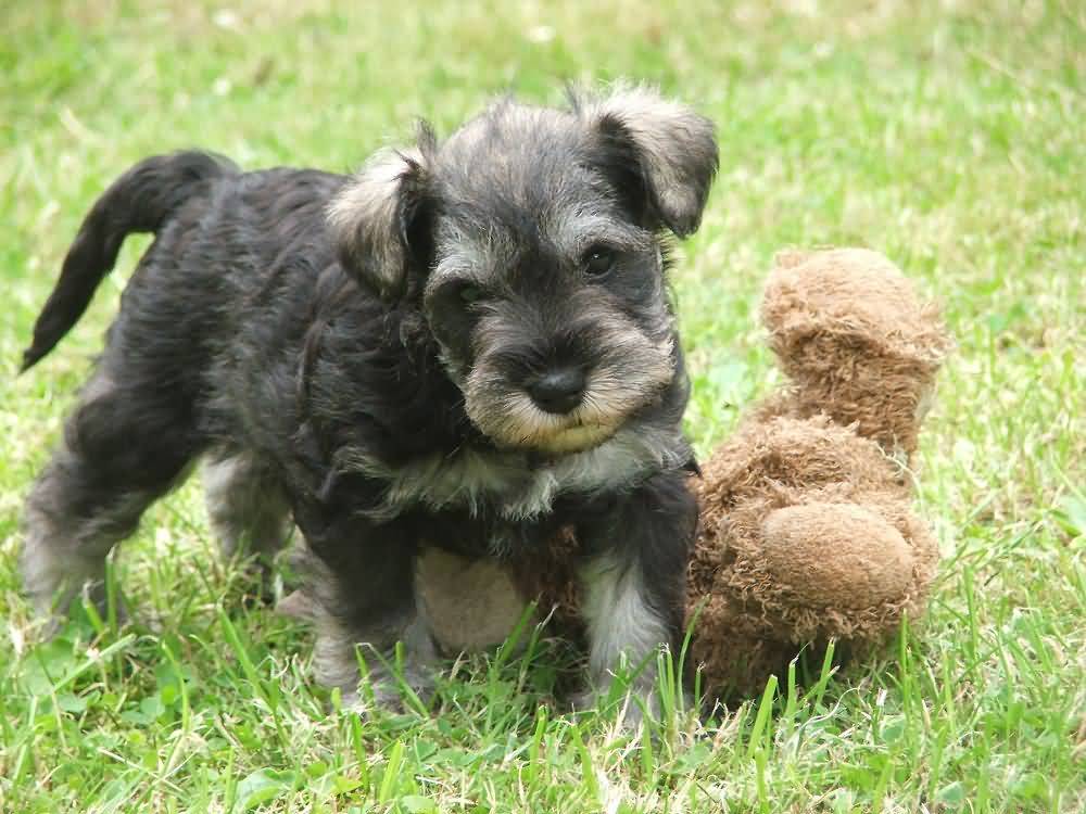 Miniature Schnauzer Puppy Playing With Teddy
