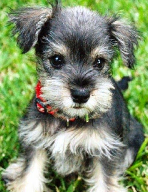 Miniature Schnauzer Puppy Sitting On Grass