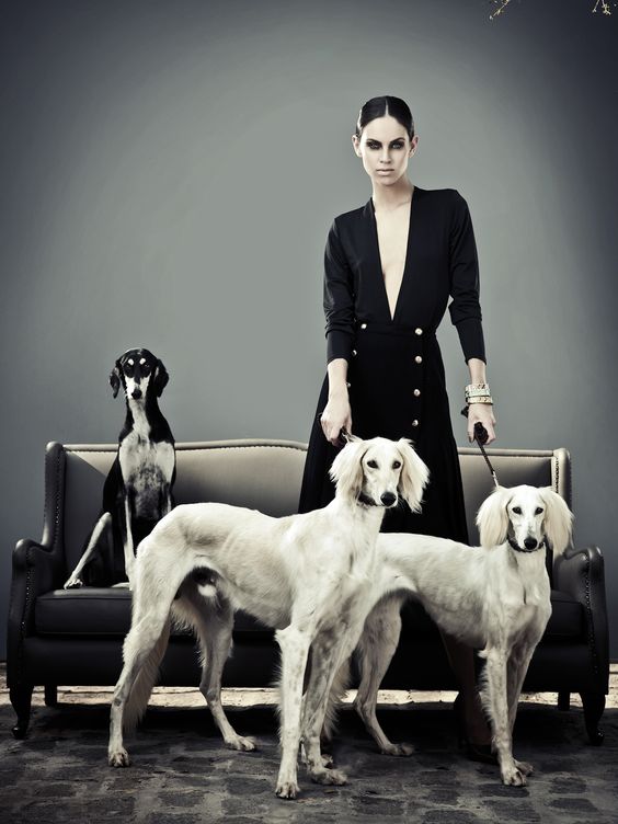 Model With Group Of Saluki Dogs