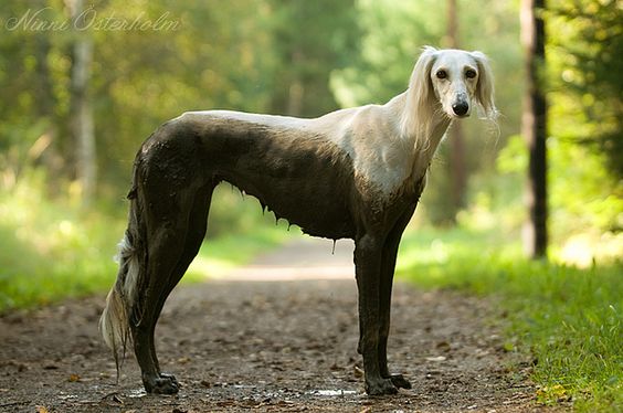 Saluki Dog Covered With Mud