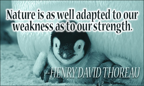 Nature is as well adapted to our weakness as to our strength. Henry David Thoreau