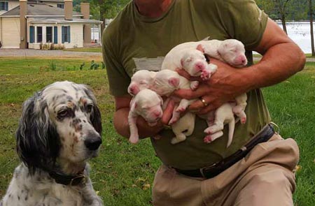 New Born English Setter Puppies