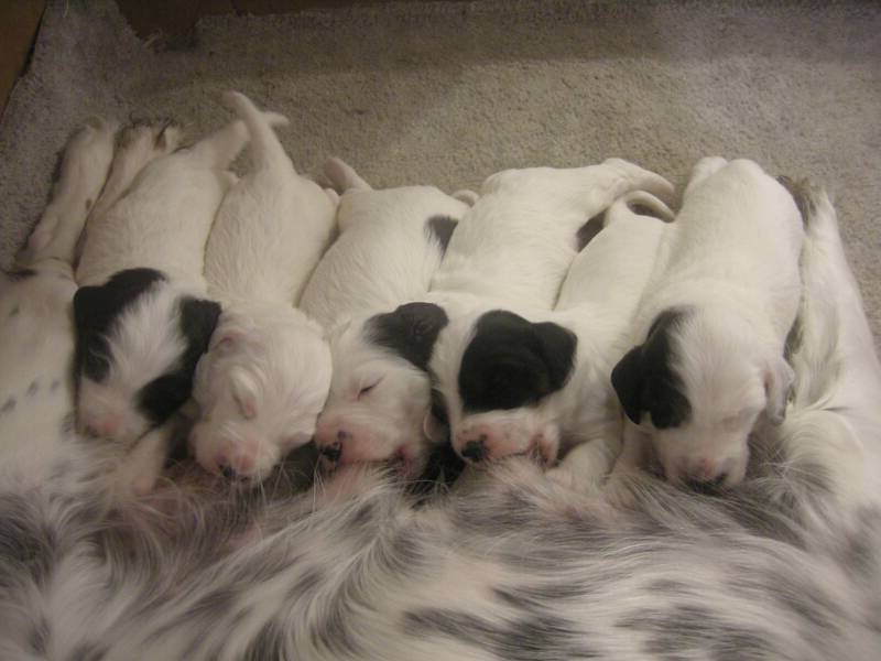 New Born English Setter Puppies
