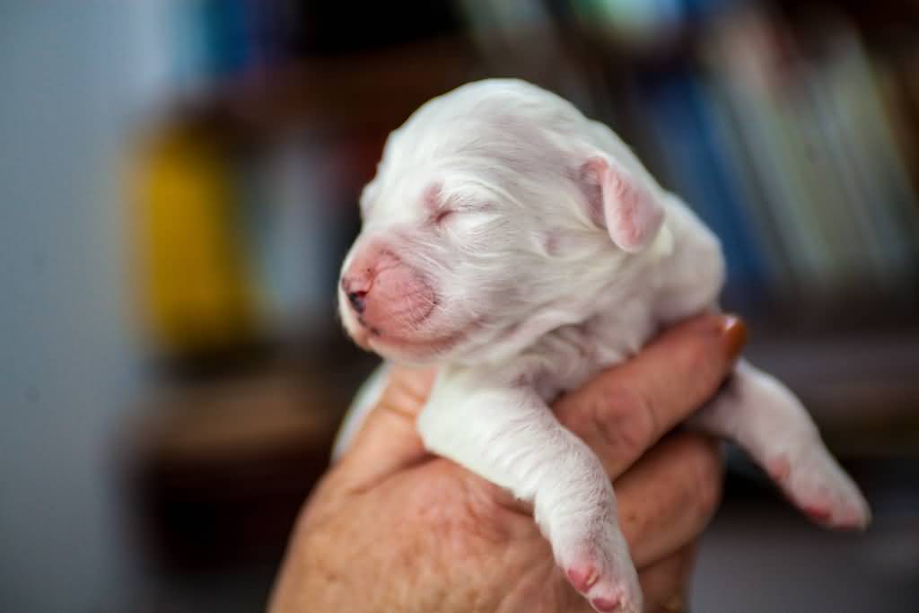 New Born English Setter Puppy In Hand