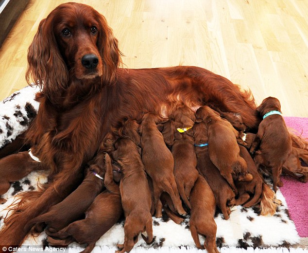 New Born Irish Setter Puppies Feeding Time