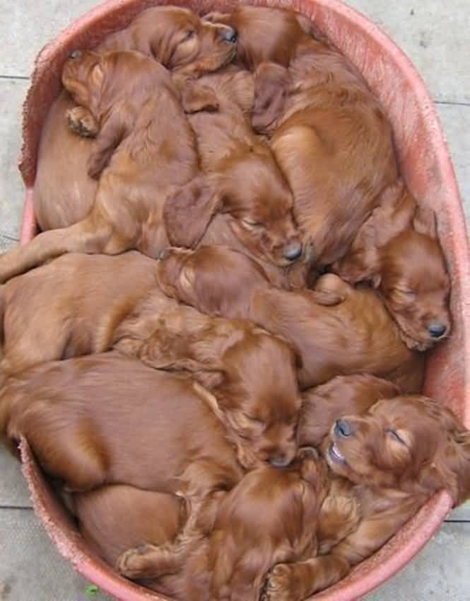 New Born Irish Setter Puppies In Tub