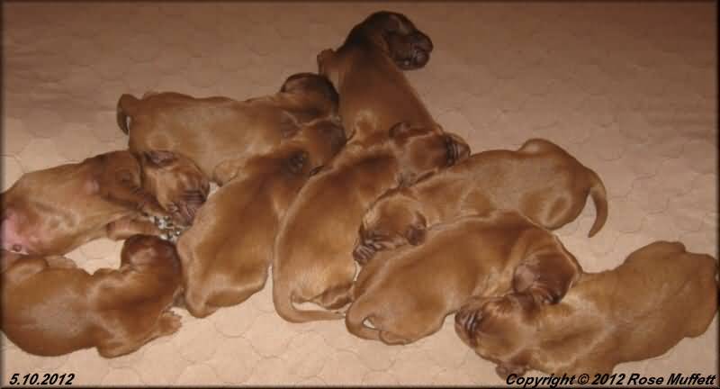 New Born Irish Setter Puppies Picture