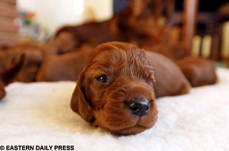 New Born Irish Setter Puppy Picture
