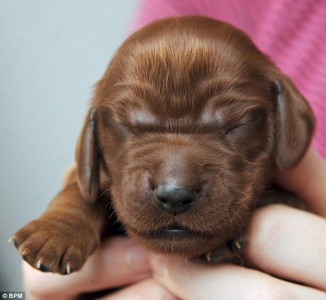 New Born Irish Setter Puppy