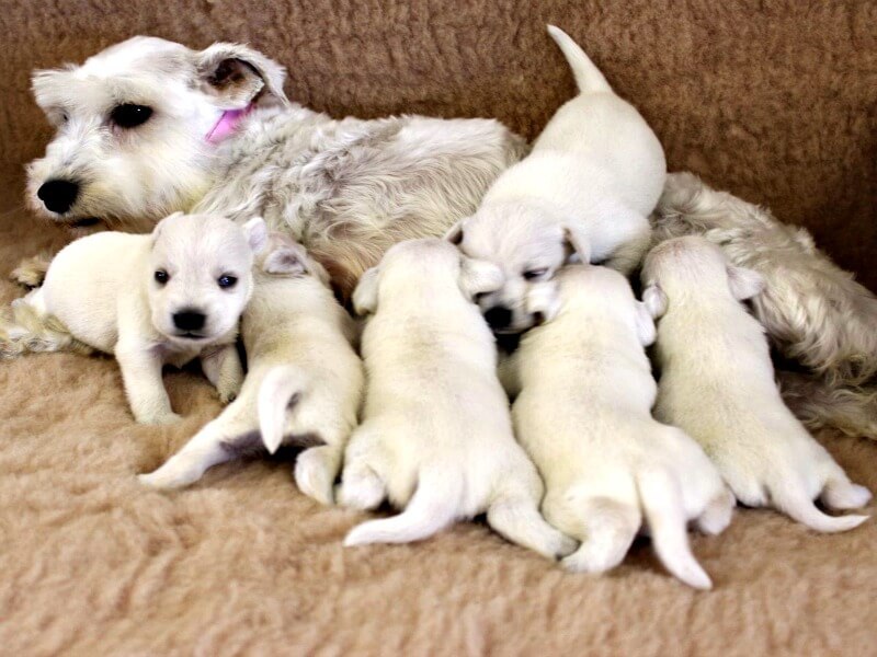 New Born Miniature Schnauzer Puppies With Mother