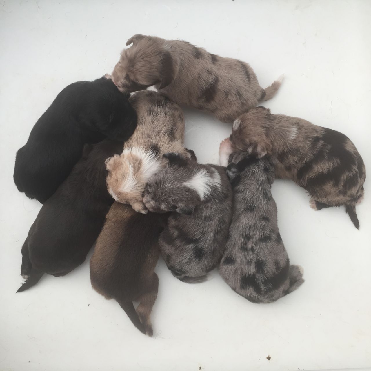 New Born Miniature Schnauzer Puppies
