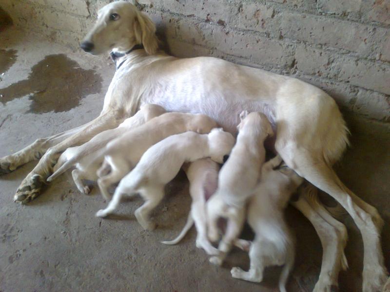New Born Saluki Puppies Feeding