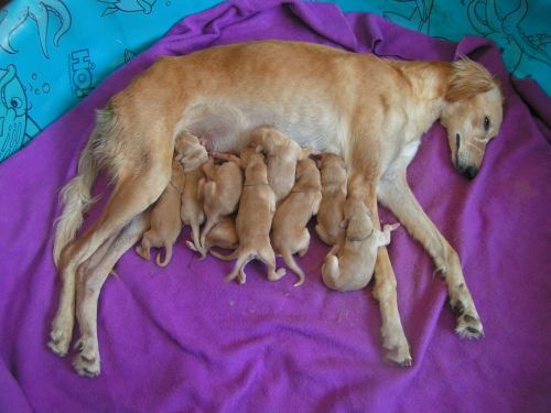 New Born Saluki Puppies With Mother Saluki Dog