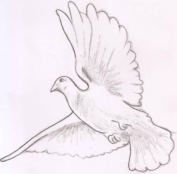 Open Wings Flying Realistic Dove Tattoo Design