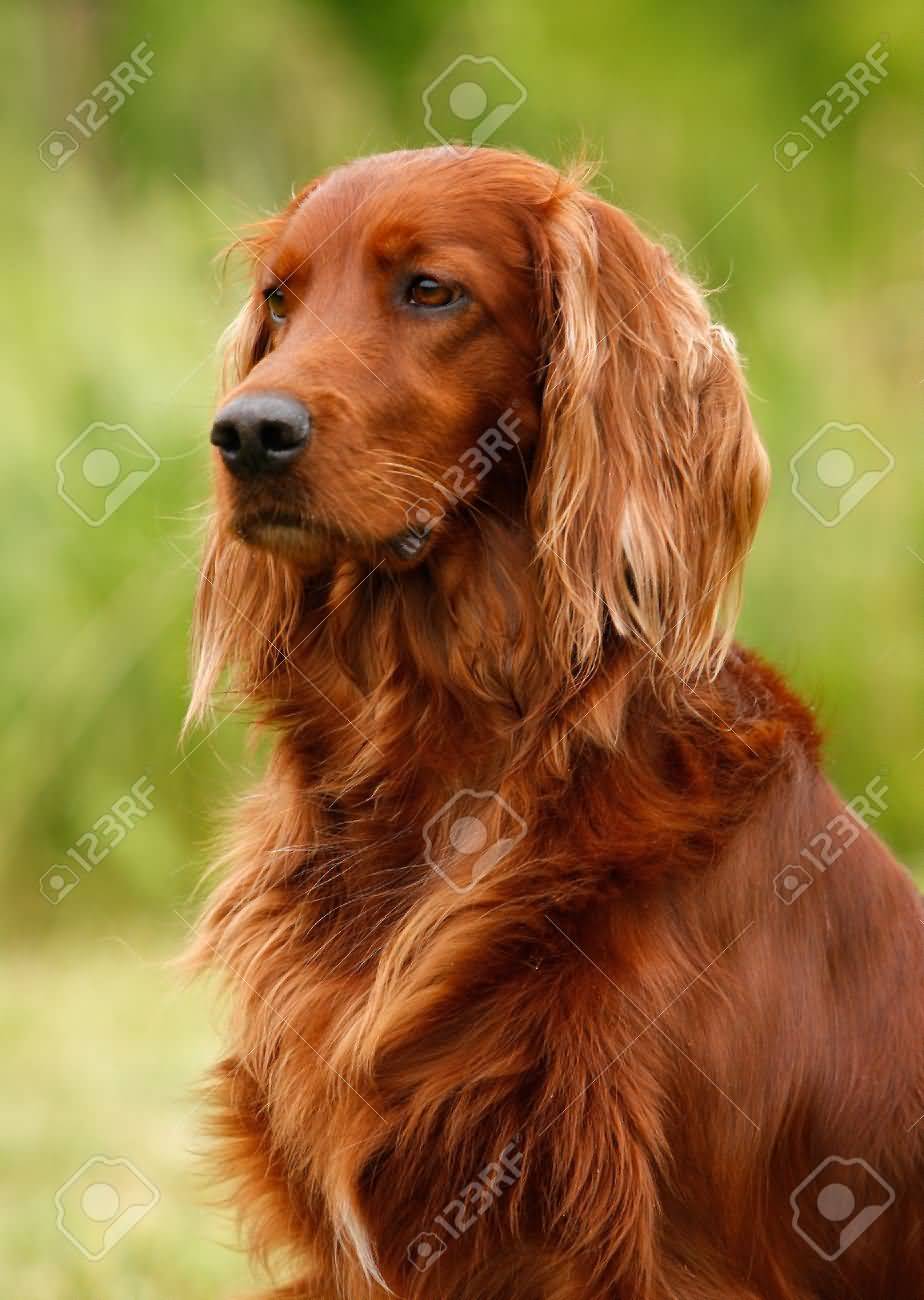 Portrait Of Red Irish Setter Dog