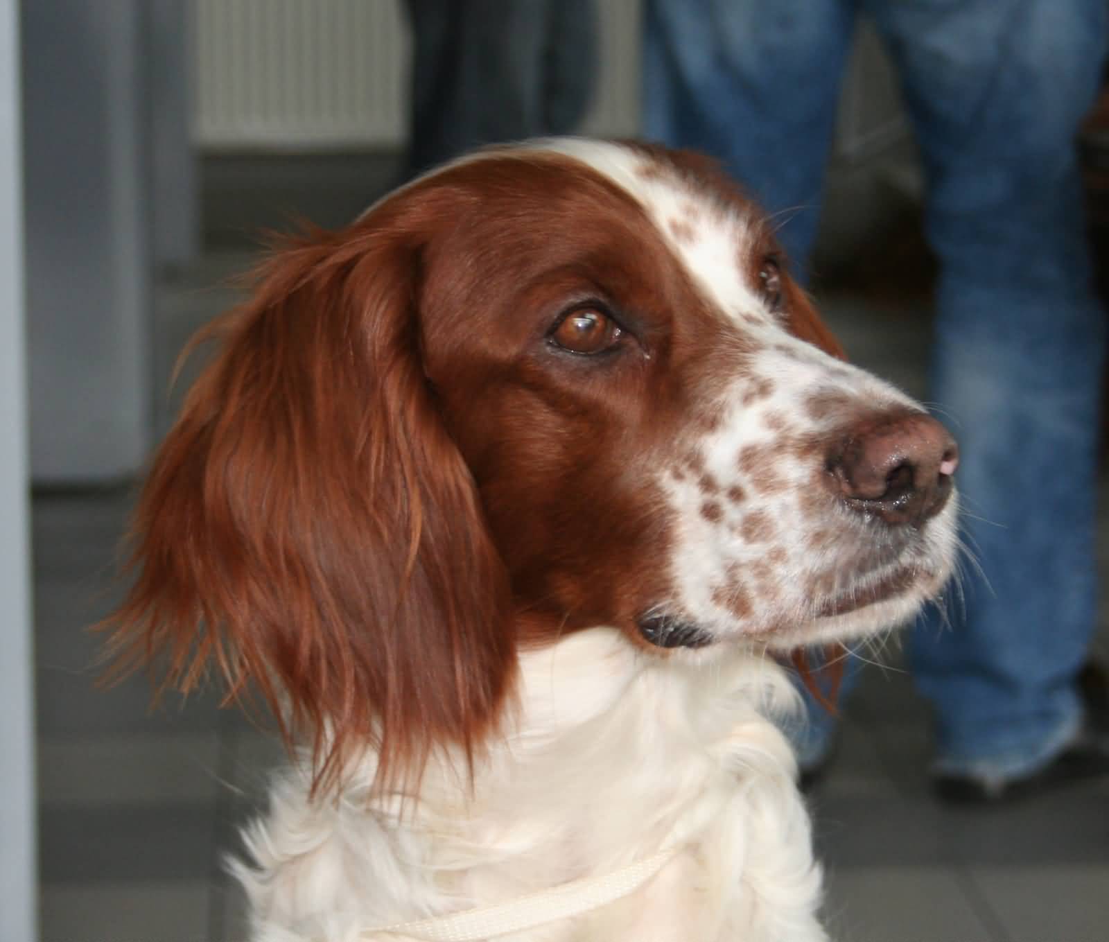 Red And White Irish Setter Dog Face