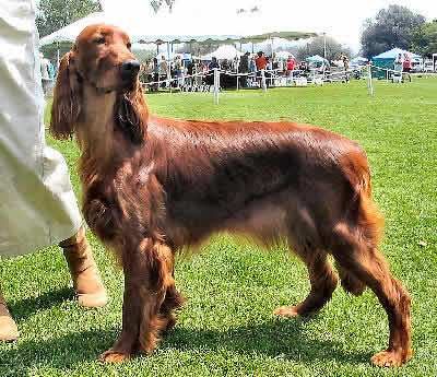 Red Irish Setter Dog In Dog Show