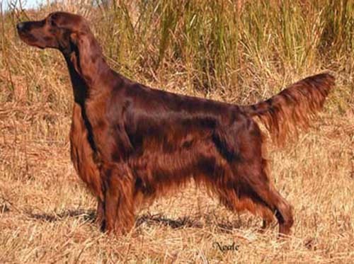 Red Irish Setter Dog With Long Hair