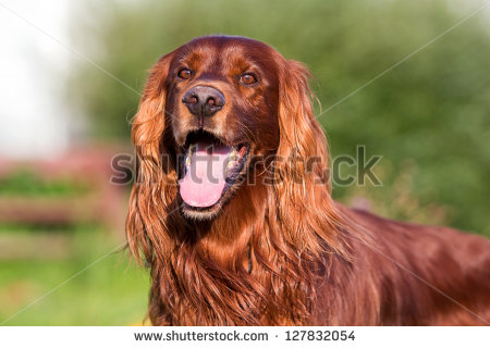 Red Irish Setter Dog With Open Mouth