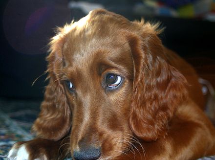 Red Irish Setter Sad Face Puppy
