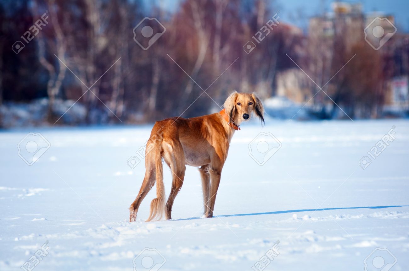 Red Saluki Dog Standing On Snow
