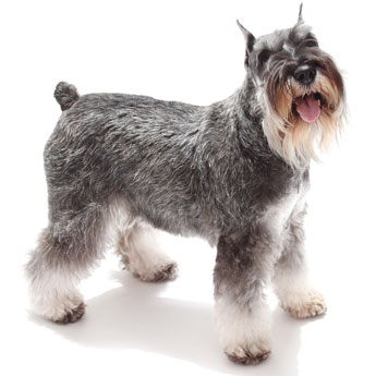 Salt And Pepper Miniature Schnauzer Dog With Short Tail