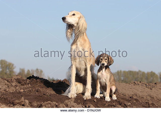 Saluki Adult Dog And Puppy Sitting Together