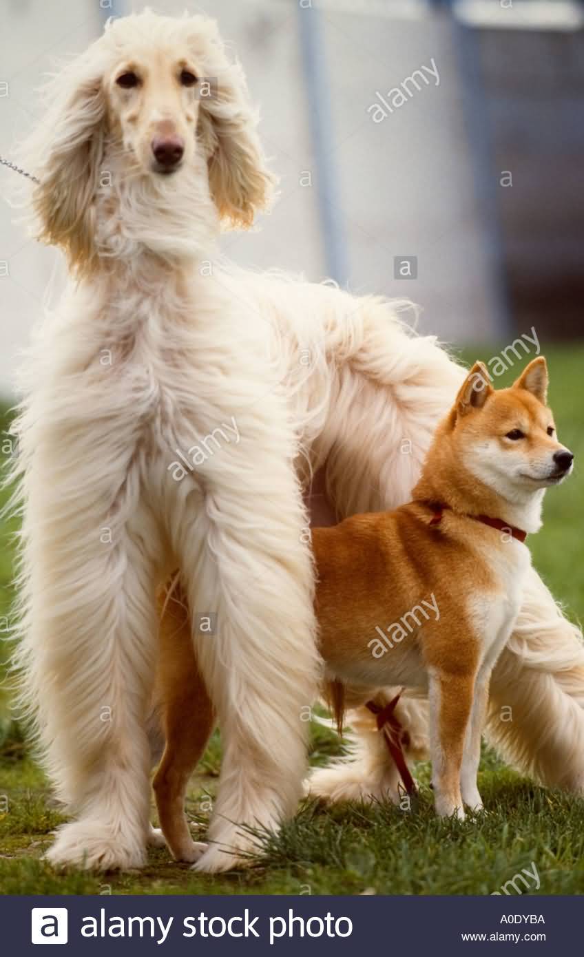 Saluki And Eskimo Dog Together