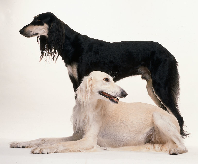 Saluki Black And White Dogs