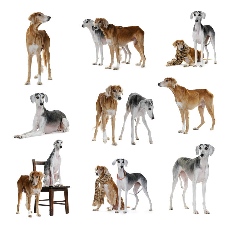Saluki Dog Collage
