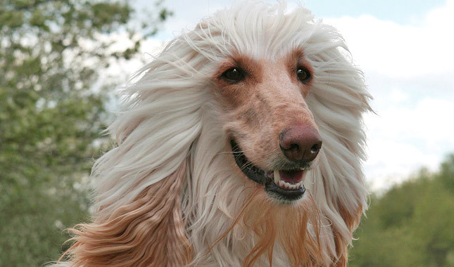 Saluki Dog Face With Long Hair