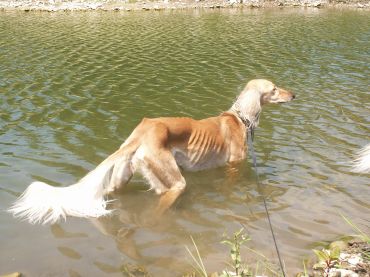 Saluki Dog In Water