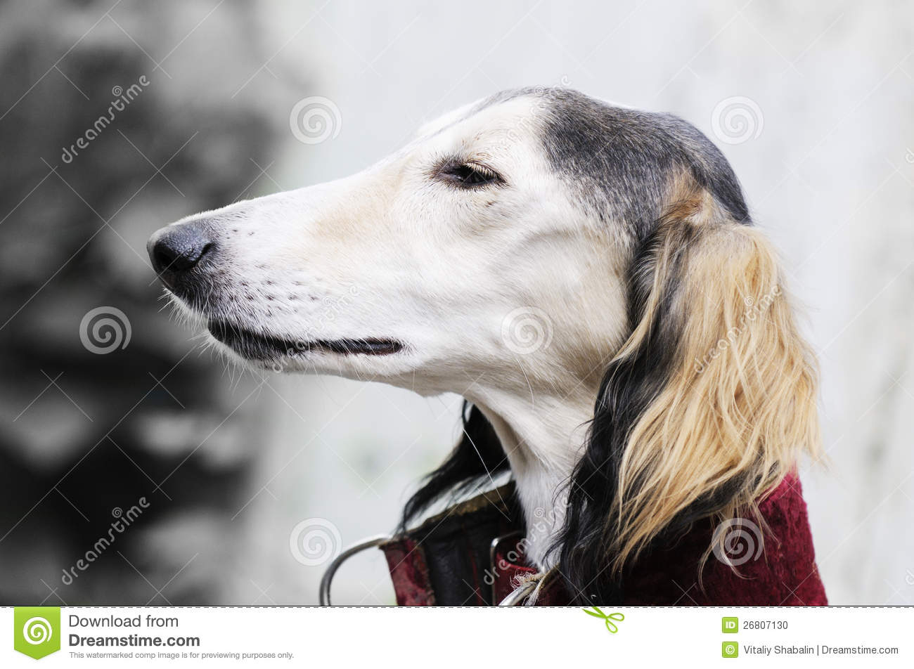 Saluki Dog Long Haired Face Picture