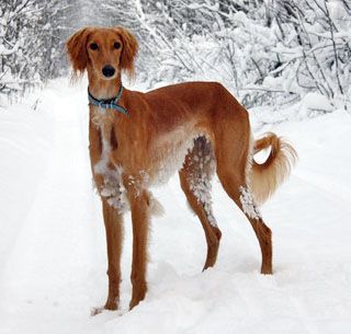 Saluki Dog Playing With Snow